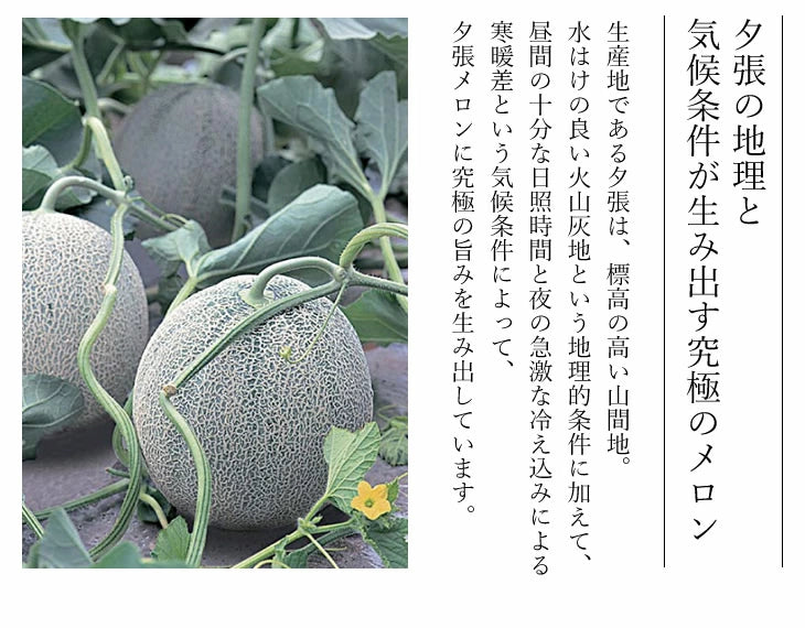 HORI Yubari Melon Pure Jelly