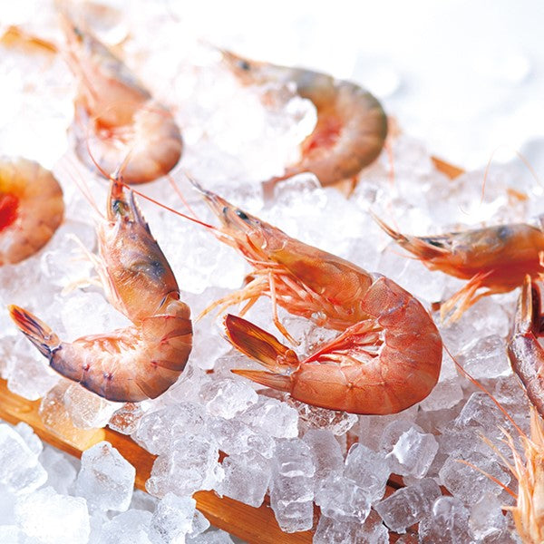 Fresh raw shrimp on ice - the main ingredient of Yukari shrimp senbei